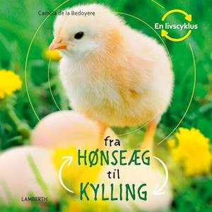Cover for Camilla de la Bédoyère · En livscyklus: Fra hønseæg til kylling (Inbunden Bok) [1:a utgåva] (2023)