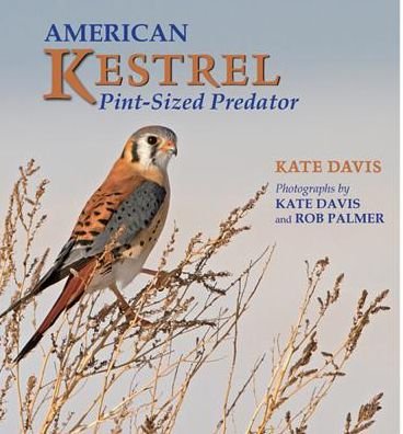 Cover for Kate Davis · American Kestrel: Pint-sized Predator (Paperback Book) (2014)
