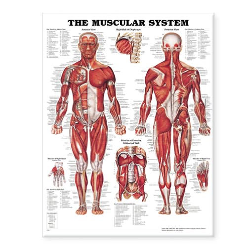 The Muscular System Anatomical Chart [Edizione: Regno Unito] - Anatomical Chart Com - Books - Anatomical Chart Co. - 9781587790362 - February 5, 2002