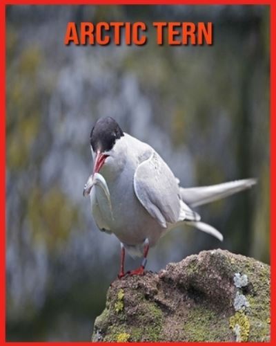 Cover for Annie Nichols · Arctic Tern (Paperback Book) (2021)