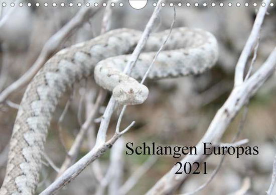 Cover for Wilms · Schlangen Europas (Wandkalender 2 (Book)