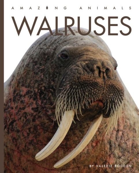 Cover for Valerie Bodden · Walruses (Book) (2023)