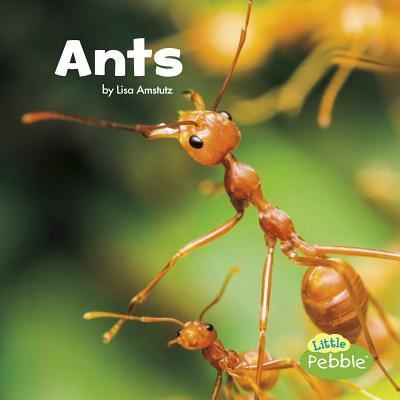 Cover for Lisa J. Amstutz · Ants (Book) (2016)