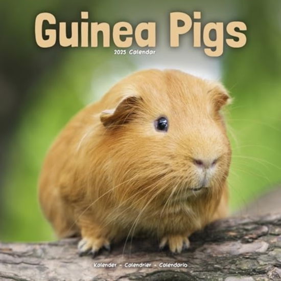 Cover for Guinea Pigs Calendar 2025  Square Animal Wall Calendar - 16 Month (Calendar) (2024)