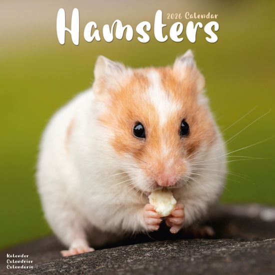 Cover for Hamsters Calendar 2026  Square Animal Wall Calendar - 16 Month (Calendar) (2025)