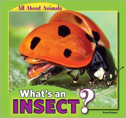 Cover for Anna Kaspar · What's an Insect? (All About Animals) (Paperback Book) (2012)