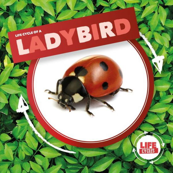 Ladybird - Life Cycle Of A - Kirsty Holmes - Books - BookLife Publishing - 9781786379368 - 2020