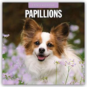 Cover for Red Robin · Papillions 2026 Square Wall Calendar (Paperback Book) (2025)