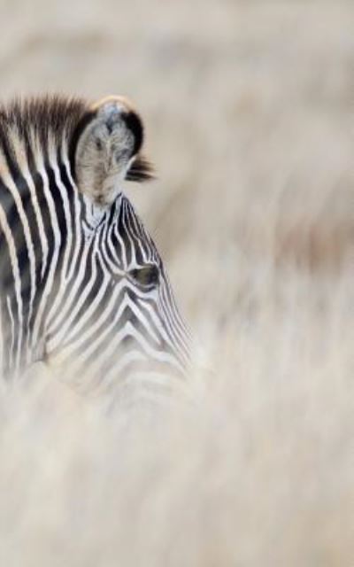 Eva-Lotta Jansson · Alive! zebra stripes - Natural - Photo Art Notebooks (5 x 8 series) (Paperback Book) (2015)