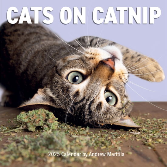 Cover for Andrew Marttila · Cats on Catnip Wall Calendar 2025 (Kalender) (2024)