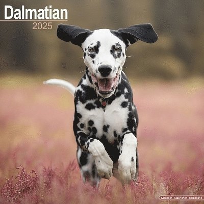 Cover for Dalmatian Calendar 2025 Square Dog Breed Wall Calendar - 16 Month (Kalender) (2024)