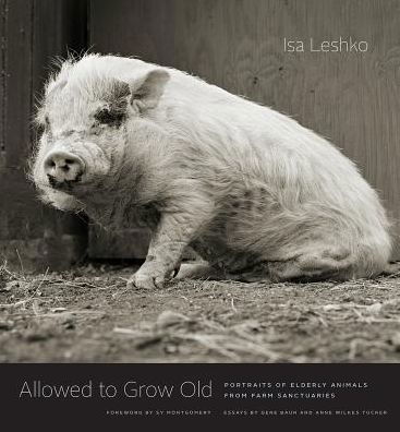 Cover for Isa Leshko · Allowed to Grow Old: Portraits of Elderly Animals from Farm Sanctuaries (Innbunden bok) (2019)