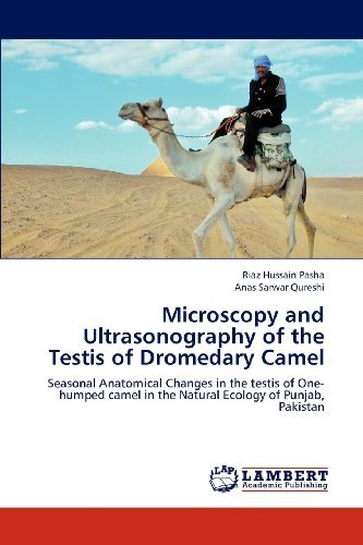 Cover for Anas Sarwar Qureshi · Microscopy and Ultrasonography of the Testis of Dromedary Camel: Seasonal Anatomical Changes in the Testis of One-humped Camel in the Natural Ecology of Punjab, Pakistan (Paperback Book) (2012)