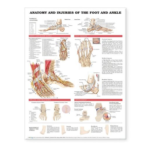 Cover for Anatomical Chart Com · Anatomy and Injuries of the Foot and Ankle (Map) (2004)