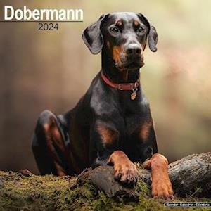 Dobermann (Euro) Calendar 2024 Square Dog Breed Wall Calendar - 16