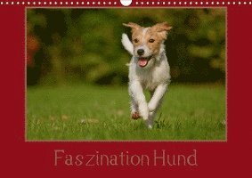 Cover for Bischof · Faszination Hund (Wandkalender (Book)