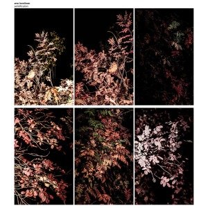 Cover for Arve Henriksen · Solidification (LP) [Box set] (2013)