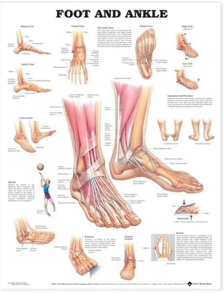 Cover for Acc 9795pl1.5 · Foot and Ankle Anatomical Chart (Map) (2000)