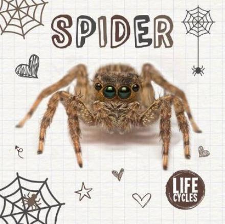 Cover for Holly Duhig · Spider - Life Cycles (Hardcover Book) (2018)