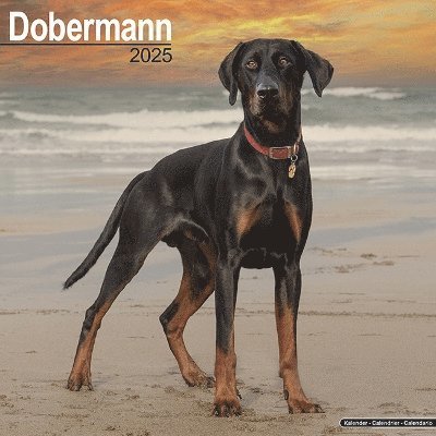 Cover for Dobermann (Euro) Calendar 2025 Square Dog Breed Wall Calendar - 16 Month (Kalender) (2024)
