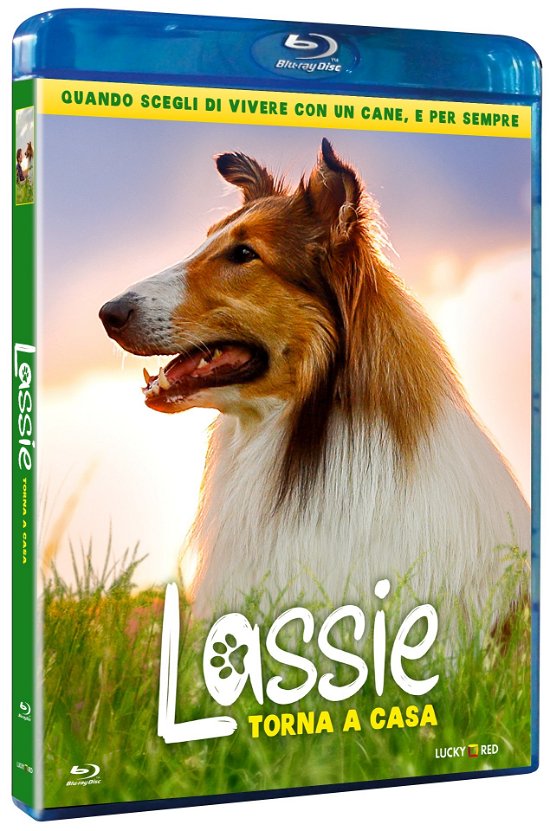 Cover for Lassie Torna a Casa (Blu-ray) (2022)