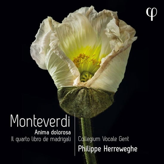 Monteverdi: Il Quarto Libro De Madrigali - Collegium Vocale Gent / Philippe Herreweghe - Música - PHI - 5400439000377 - 6 de maio de 2022