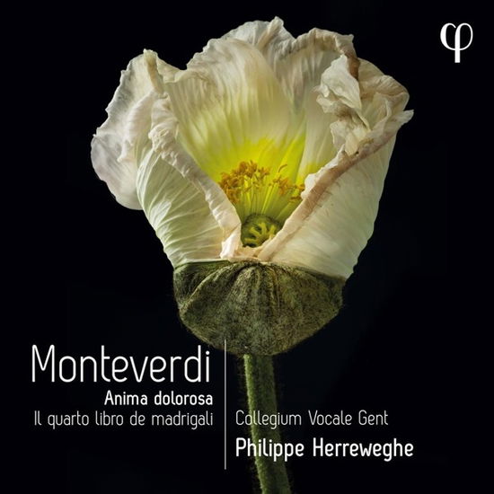 Cover for Collegium Vocale Gent / Philippe Herreweghe · Monteverdi: Il Quarto Libro De Madrigali (CD) (2022)