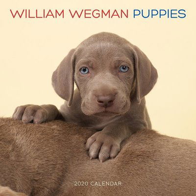 Cover for William Wegman · William Wegman Puppies 2020 Wall Calendar (Klær) (2019)