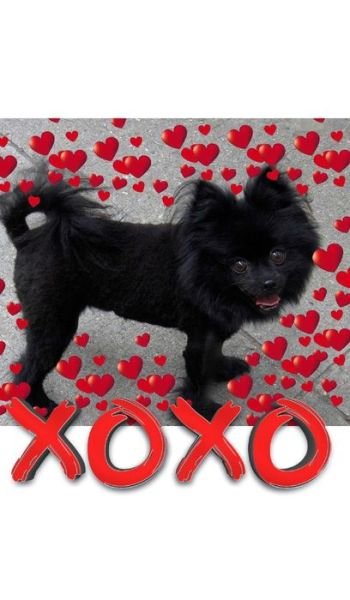 Cover for Sir Michael Huhn · Valentine's all Love xoxo Pomeranian creative blank journal (Hardcover Book) (2020)