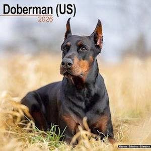 Cover for Doberman (Us) Calendar 2026  Square Dog Breed Wall Calendar - 16 Month (Calendar) (2025)