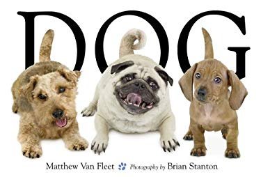 Dog - Matthew Van Fleet - Livres - Simon & Schuster/Paula Wiseman Books - 9781416941378 - 2007