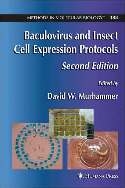 Cover for David W Murhammer · Baculovirus and Insect Cell Expression Protocols - Methods in Molecular Biology (Hardcover Book) [2nd ed. 2007 edition] (2007)