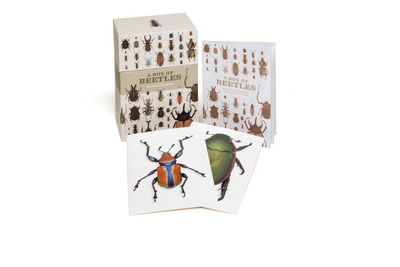 Cover for Patrice Bouchard · A Box of Beetles: 100 Beautiful Postcards (Postcard) (2015)