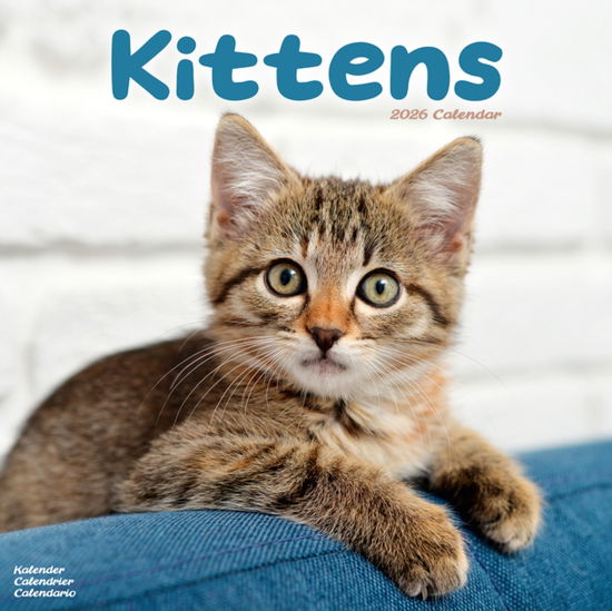 Cover for Kittens Calendar 2026  Square Cats Wall Calendar - 16 Month (Calendar) (2025)