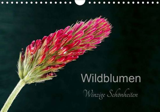 Cover for Spies · Wildblumen - winzige Schönheiten (Book)