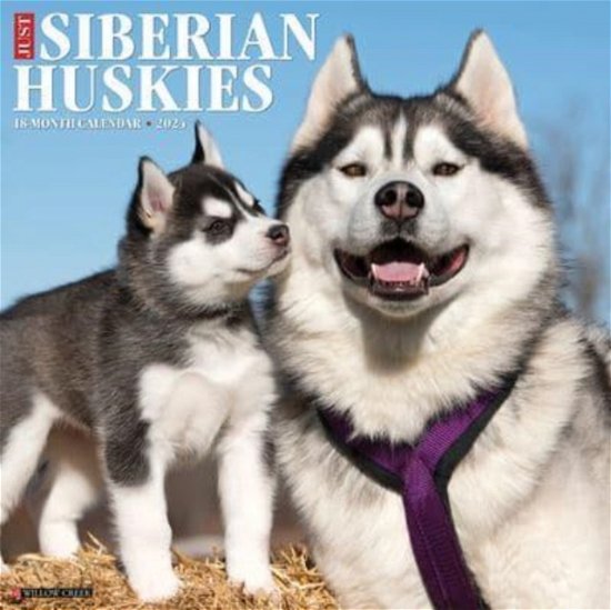 Cover for Willow Creek Press · Just Siberian Huskies 2024 12 X 12 Wall Calendar (Calendar) (2023)