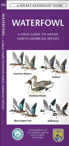 Cover for James Kavanagh · Waterfowl: A Field Guide to Native North American Species - Pocket Naturalist Guide Series (Pamphlet) [Fol Lam Ch edition] (2010)