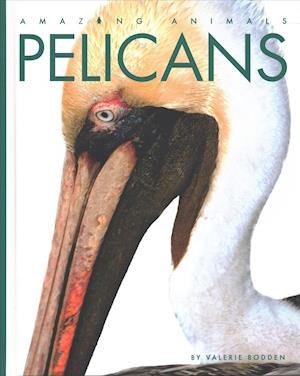 Cover for Valerie Bodden · Pelicans (Hardcover bog) (2019)