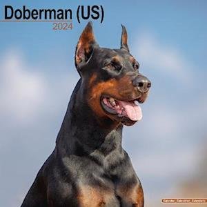 Doberman (Us) Calendar 2024 Square Dog Breed Wall Calendar - 16 Month