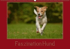 Cover for Bischof · Faszination Hund (Wandkalender (Book)