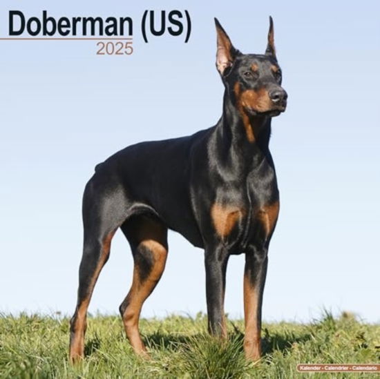 Cover for Doberman (Us) Calendar 2025 Square Dog Breed Wall Calendar - 16 Month (Calendar) (2024)