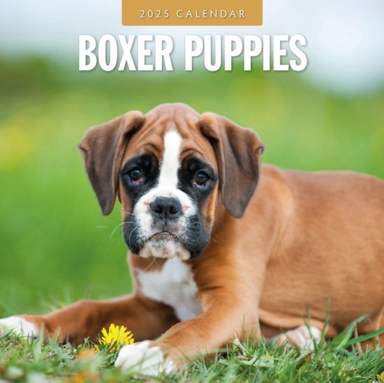 Red Robin · Boxer Puppies 2025 Square Wall Calendar (Paperback Book) (2024)