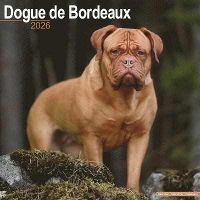 Cover for Dogue De Bordeaux Calendar 2026  Square Dog Breed Wall Calendar - 16 Month (Calendar) (2025)