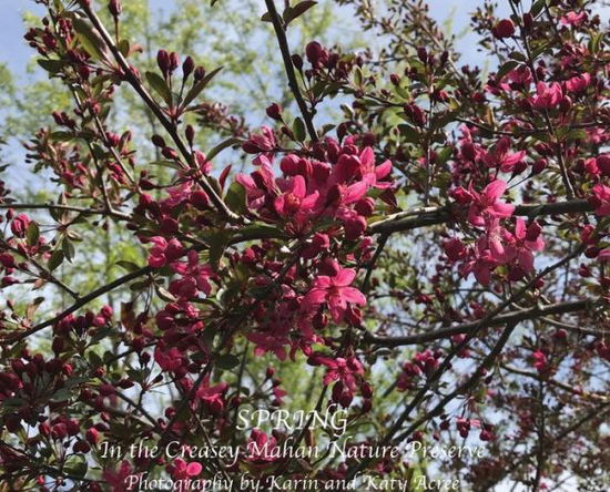 Cover for Spring in the Creasey Mahan Nature Preserve (Hardcover Book) (2018)