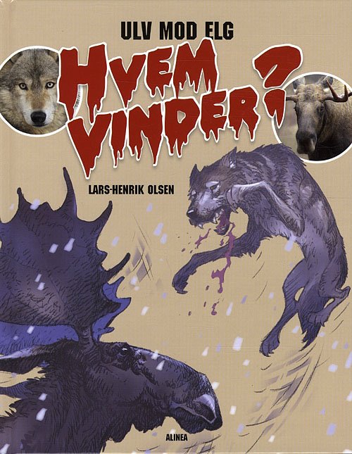 Cover for Lars-Henrik Olsen · Hven vinder: Hvem vinder? Ulv mod elg (Inbunden Bok) [1:a utgåva] (2010)