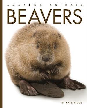 Cover for Kate Riggs · Beavers (Bok) (2022)