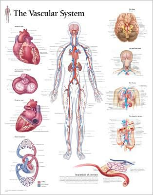 Cover for Scientific Publishing · Pulmonary System Laminated Poster (Poster) (2009)