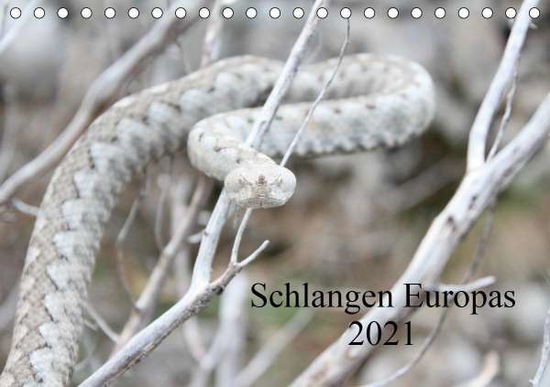 Cover for Wilms · Schlangen Europas (Tischkalender (Book)