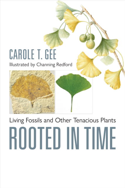 Cover for Gee, Carole T. (Associate Professor of Paleontology, University of Bonn) · Rooted in Time: Living Fossils and Other Tenacious Plants (Hardcover Book) (2024)