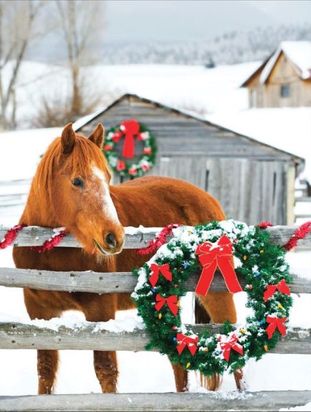 Cover for Galison · Barn Horse Boxed Holiday Notecards (Flashcards) (2015)